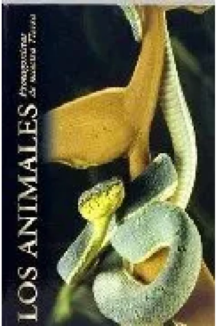 bookish-4801537